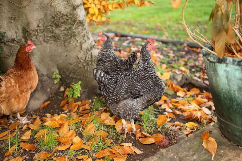 Dove House Cottages - No 1 อ็อกซ์ฟอร์ด ภายนอก รูปภาพ